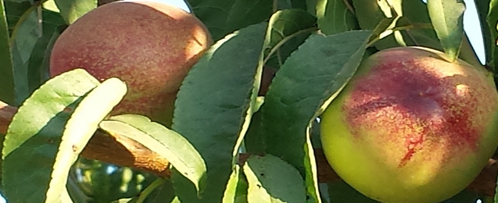 Técnicas para reducir la erosión del suelo en agricultura